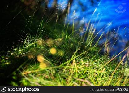 Green grass near lake bokeh background. Green grass near lake bokeh background hd