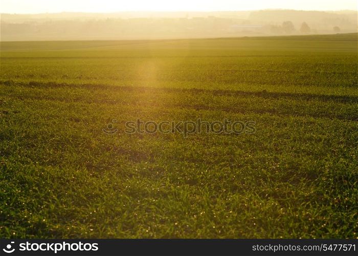 green grass on a background beautiful sunset in nature