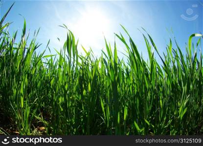 green grass on a background of the blue sky
