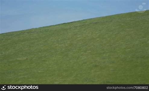 Green grass on a hill in a Californian wind farm