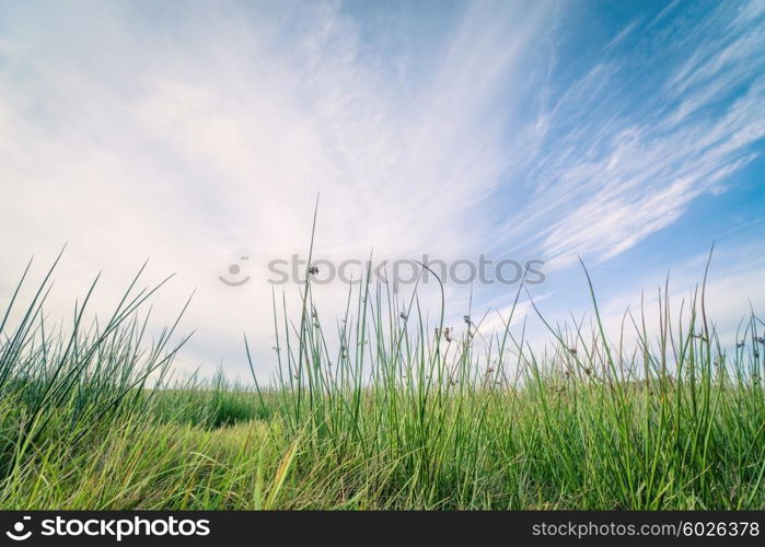 Green grass on a row and blue sky