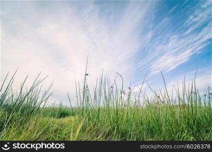 Green grass on a row and blue sky