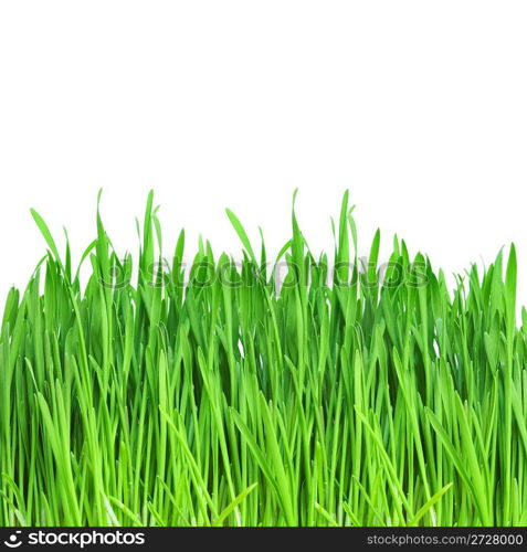 Green grass on a white background