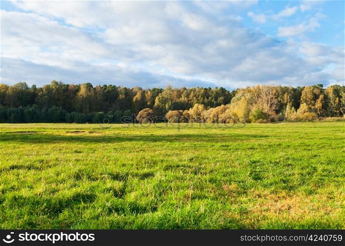 green grass on autumn forest border in sunny afternoon