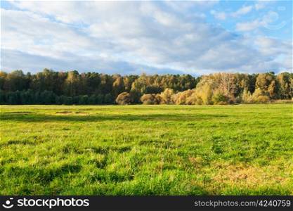 green grass on autumn forest border in sunny afternoon