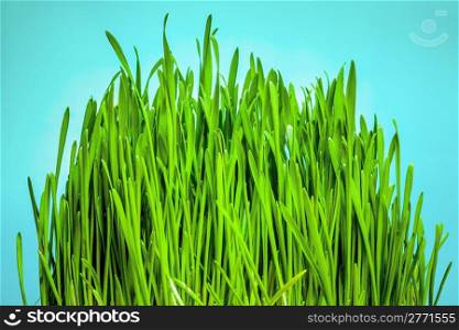 green grass on blue background