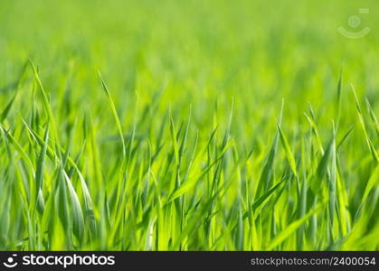 green grass on green background