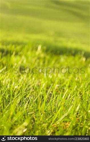 Green grass on green background. Abstract natural backgrounds. Green grass background