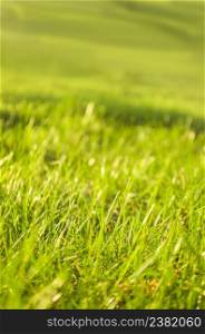 Green grass on green background. Abstract natural backgrounds. Green grass background