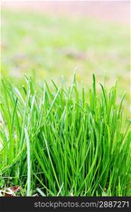 Green grass on spring field