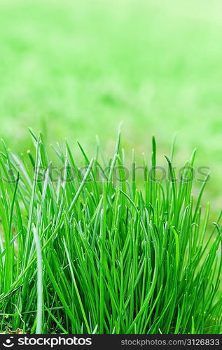 Green grass on spring field