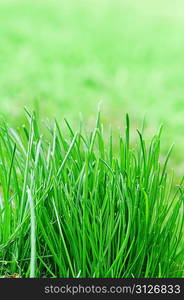 Green grass on spring field