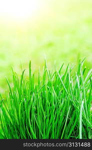 Green grass on spring field