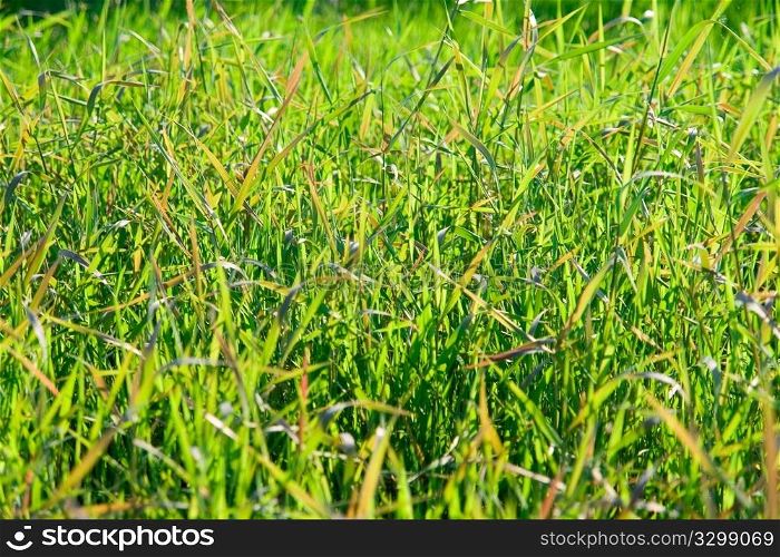 green grass on spring meadow