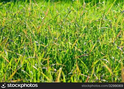 green grass on spring meadow