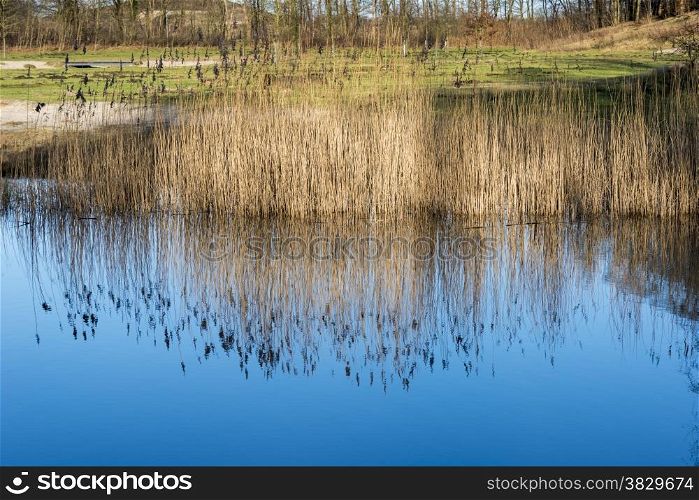 green grass on the border of river with blue sky reflection in the water