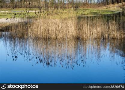 green grass on the border of river with blue sky reflection in the water