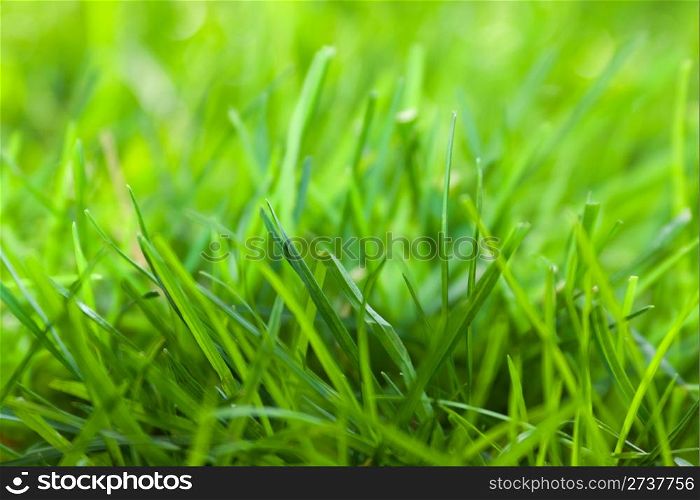 Green grass on the farm.