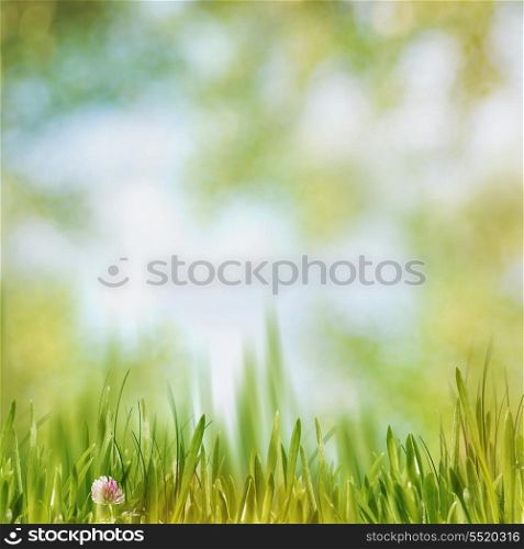 Green grass on the noon, abstract natural backgrounds