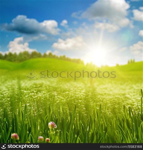 Green grass on the sunny meadow under the bright summer sun