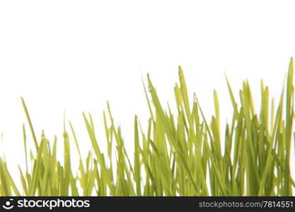 green grass on the white background