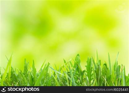 Green grass over soft yellow spring light sunny background