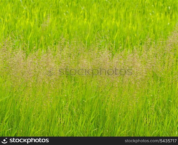 Green grass panorama background. Shaloow deep of field