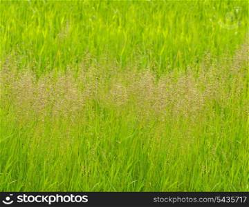 Green grass panorama background. Shaloow deep of field