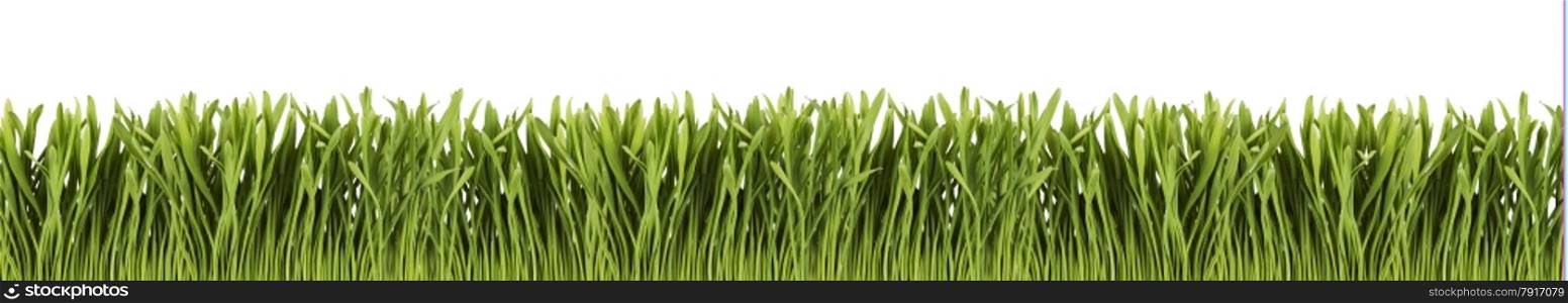 Green grass panorama isolated on white background.
