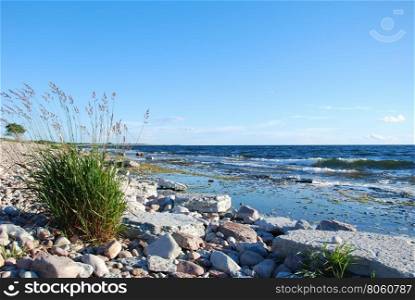 Green grass plant by a stony coast at the swedish island Oland
