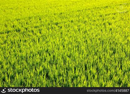 green grass rice cereal field in Valencia Spain
