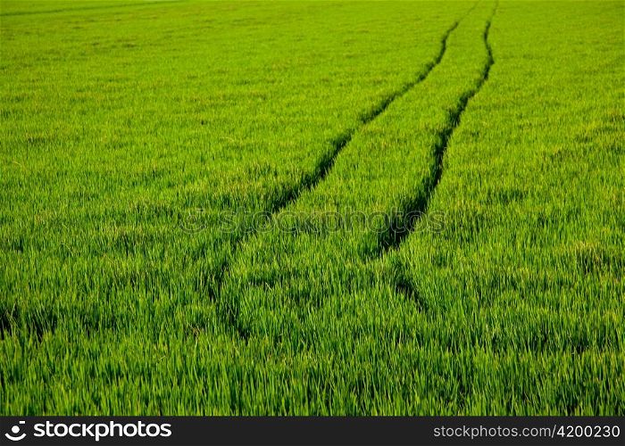 green grass rice field in Spain with tractor wheels footprint