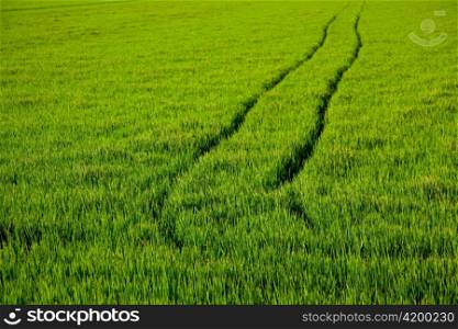 green grass rice field in Spain with tractor wheels footprint