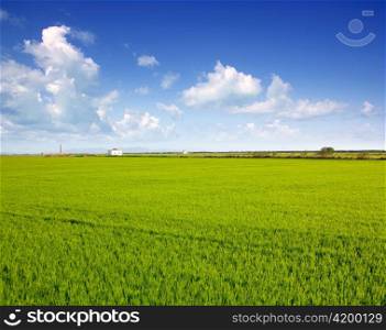 green grass rice field in Valencia El Saler Spain