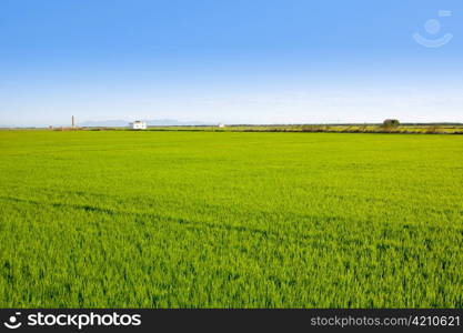 green grass rice field in Valencia El Saler Spain