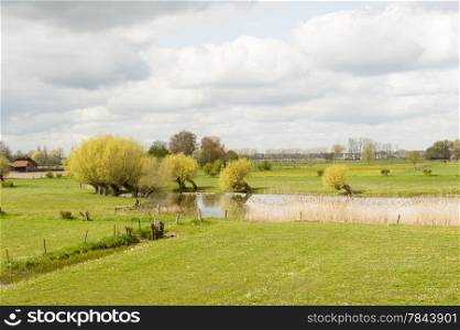 Green grass scenic landscape of a lake with willows and reed