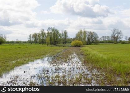 Green grass scenic landscape of a swamp with trees and cloudy sky