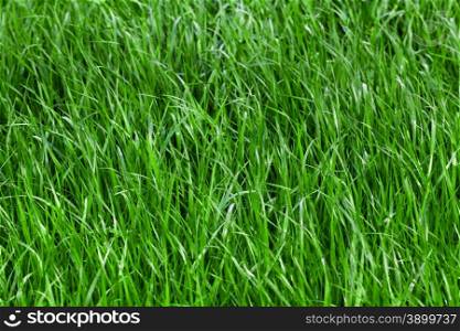 Green grass seamless texture. grass background. Beautiful green grass