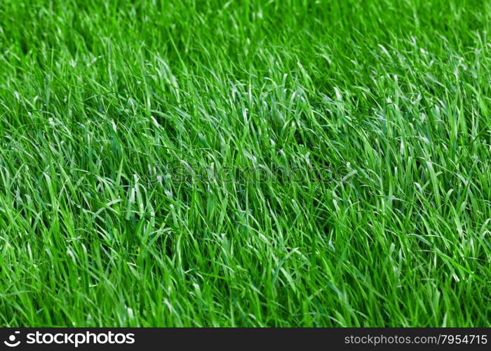 Green grass seamless texture. grass background. Beautiful green grass