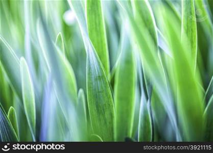 Green grass. Soft focus. Abstract beautiful gentle spring flower background. Closeup with soft focus. Shallow focus