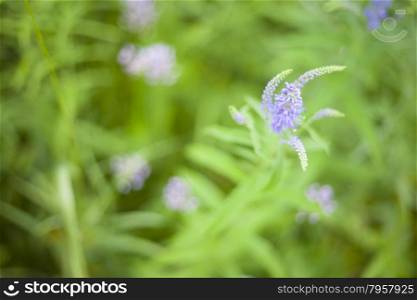 Green grass. Soft focus. Abstract beautiful gentle spring flower background. Closeup with soft focus.