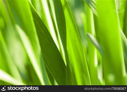 Green grass. Soft focus. Abstract beautiful gentle spring flower background. Closeup with soft focus.