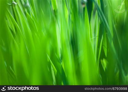 Green grass soft focus macro photo.. Green grass soft focus macro photo. Shallow DOF.