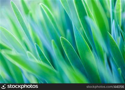 Green grass soft focus macro photo. Shallow DOF.. The Beautiful spring flowers background. Nature bokeh