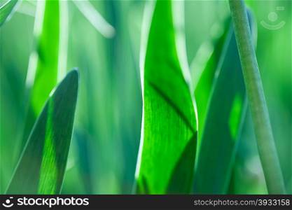 Green grass. Soft focus. The beautiful spring flowers background. Nature bokeh