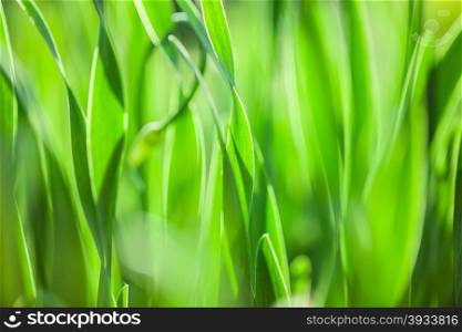 Green grass. Soft focus. The Beautiful spring flowers background. Nature bokeh