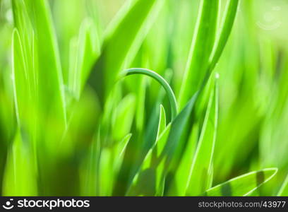 Green grass. Soft focus. The beautiful spring flowers background. Nature bokeh