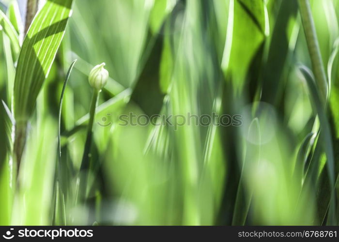 Green grass. Soft focus. The beautiful spring flowers background. Nature bokeh