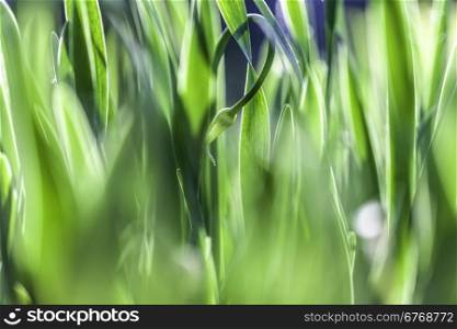 Green grass. Soft focus. The beautiful spring flowers background. Nature bokeh