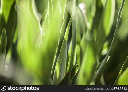 Green grass. Soft focus. The beautiful spring flowers background. Nature bokeh.